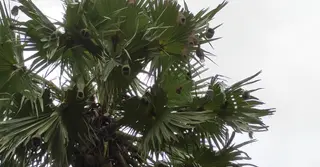 বাবুই পাখির বাসা ধ্বংস করলো জমি মালিক, খবর পেয়ে বন বিভাগের ব্যবস্থা